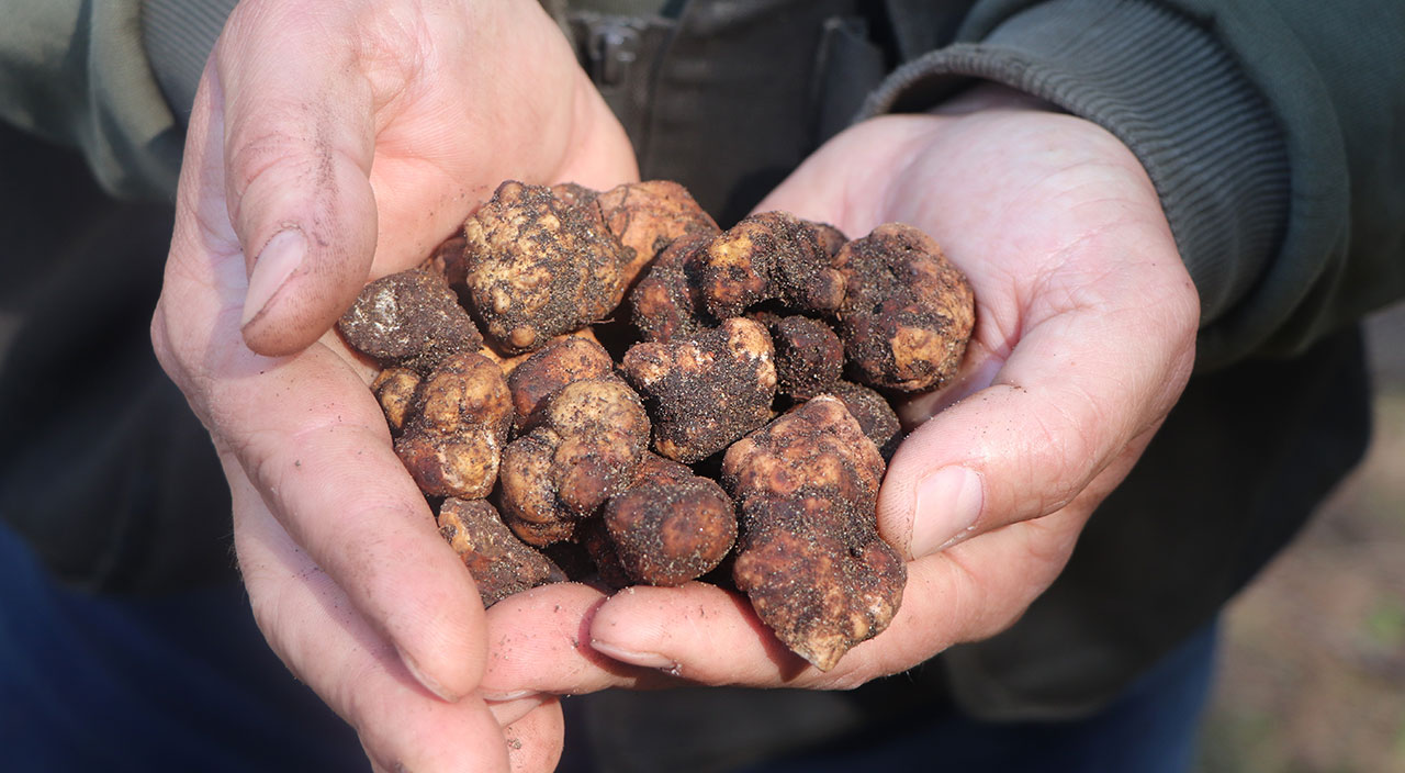 Kilosu 1500 lira! Özel eğitimli köpekler toprağın altından çıkarıyor