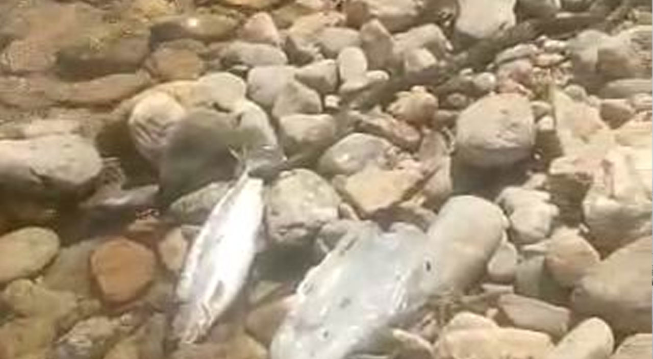 Tuttukları balığı kaparken yakalandı… Yılanın nefes kesen balık avı kamerada!