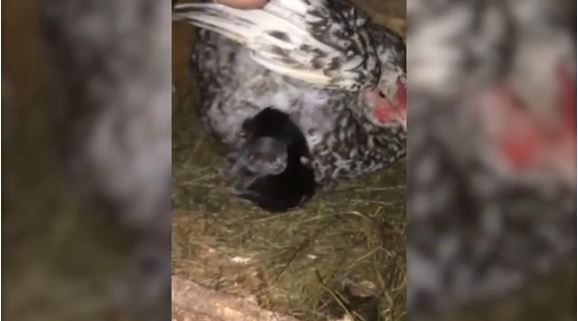 Tavuk kümesindeki tersliği sezen adam karşılaştığı manzarayla gözyaşlarına boğuldu!