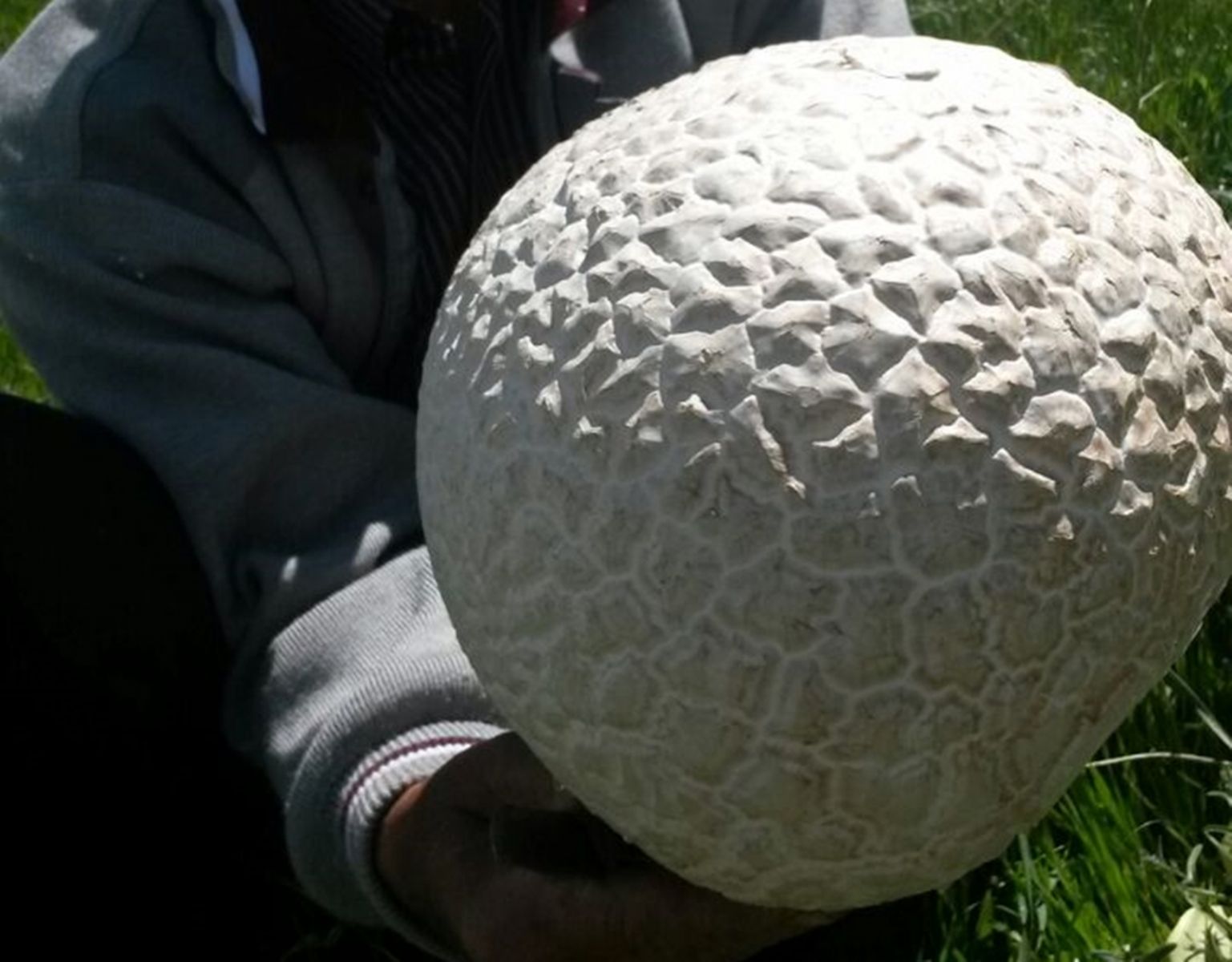 Futbol topu değil, mantar