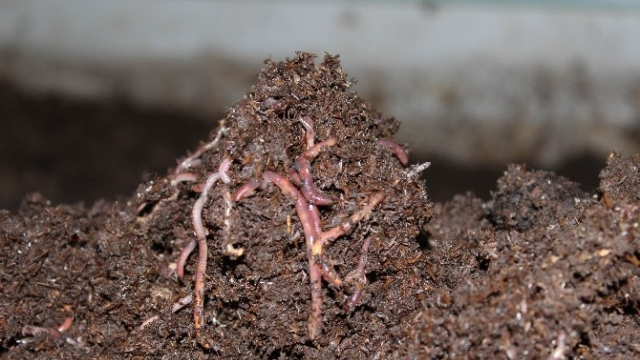 Karın tokluğuna çalışıp iyi para kazandırıyorlar