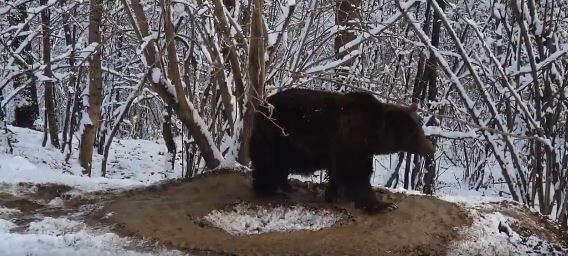 20 yıldır zincire bağlı yaşıyordu! Doğaya salınan ayının yaptığı hareket herkesi şaşırttı