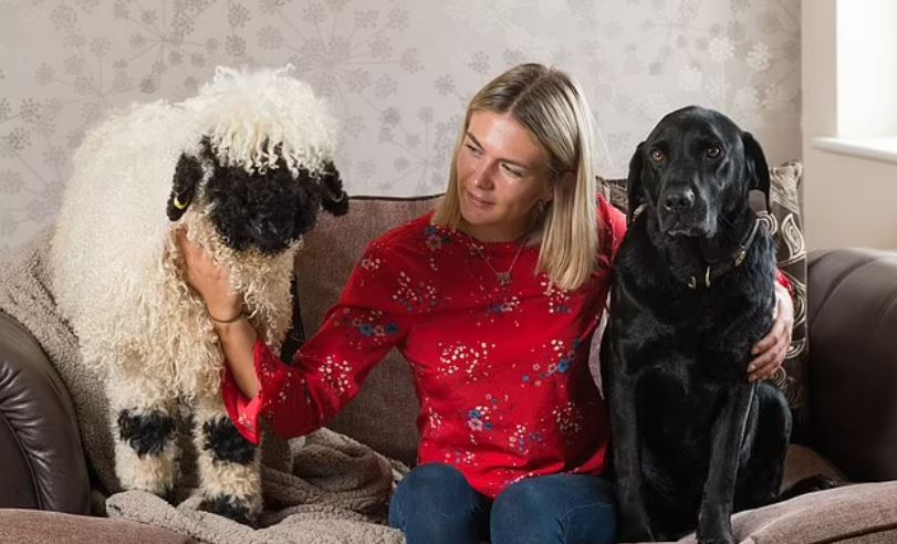 İngiltere'de yeni moda! Evde koyun besliyorlar