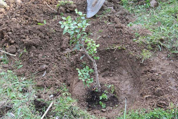 Damla sakızının kilosu 1100 lira