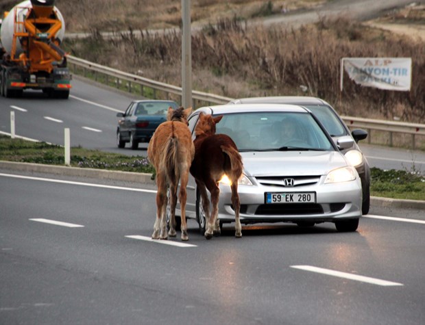 Yola çıkan sahipsiz atlar trafiği aksattı