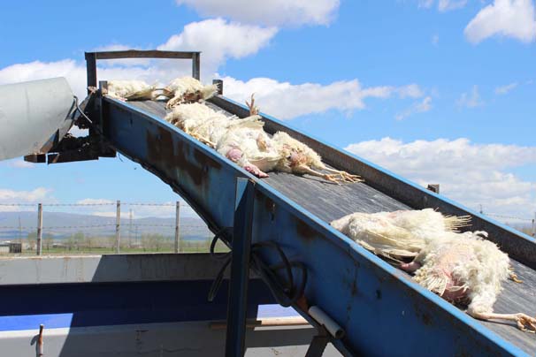 Elektrikler kesildi 40 bin tavuk telef oldu