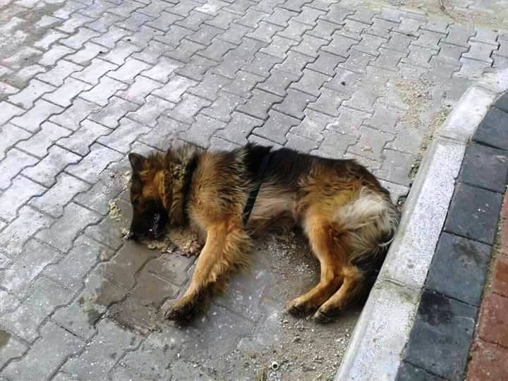 Kedi ve köpekleri tarım ilaçlı etle zehirlediler