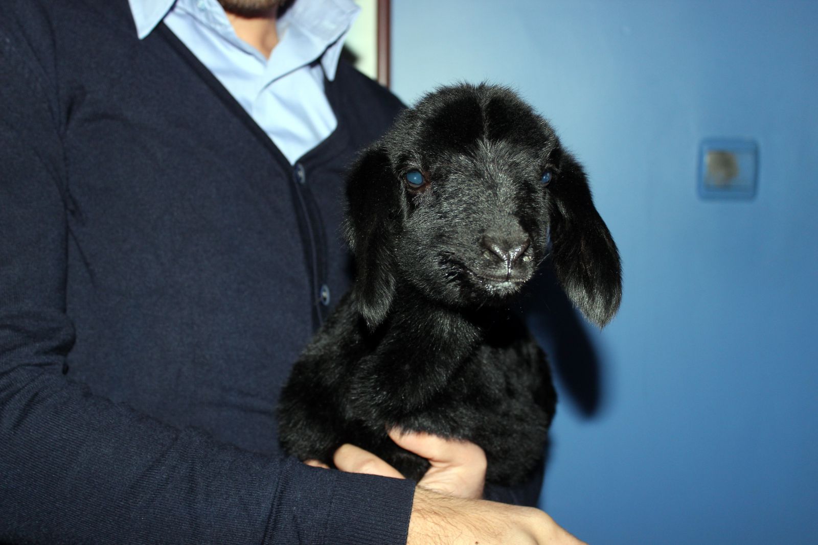 'Anne' diye bağıran kuzuyu görenler şaşkına dönüyor!