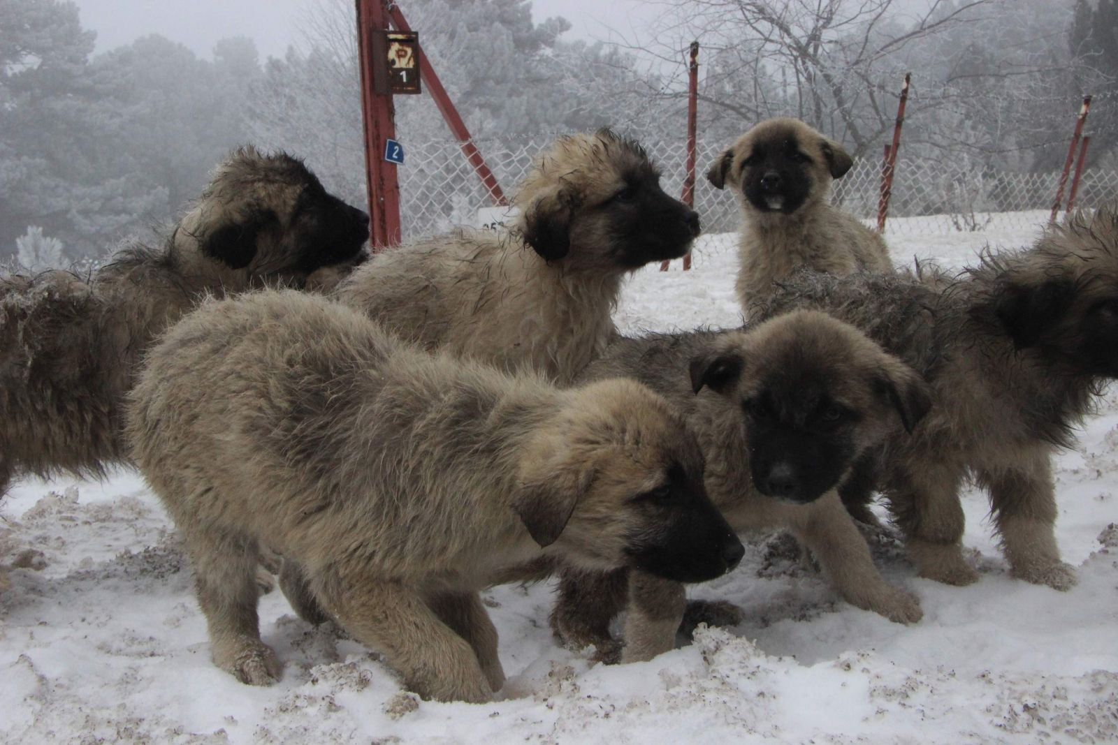 Yavru köpekler karda birbirlerine sarılarak dondu