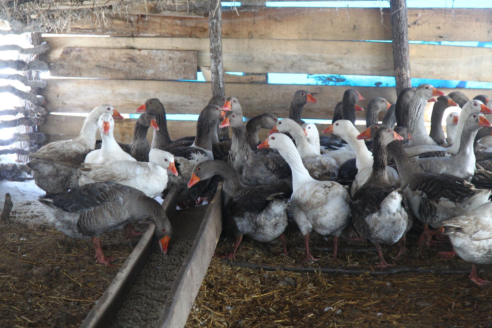 Gelin geldiği köyde, patron oldu