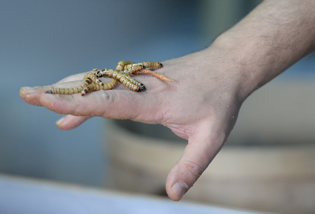 Un kurduna yoğun talep!