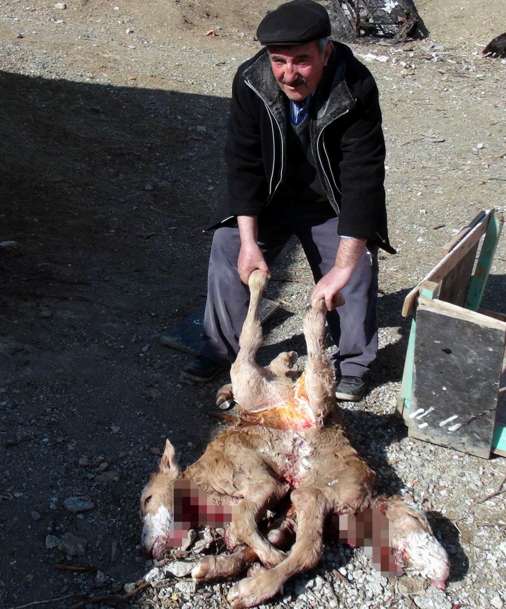 Çift başı, 8 bacağı var!