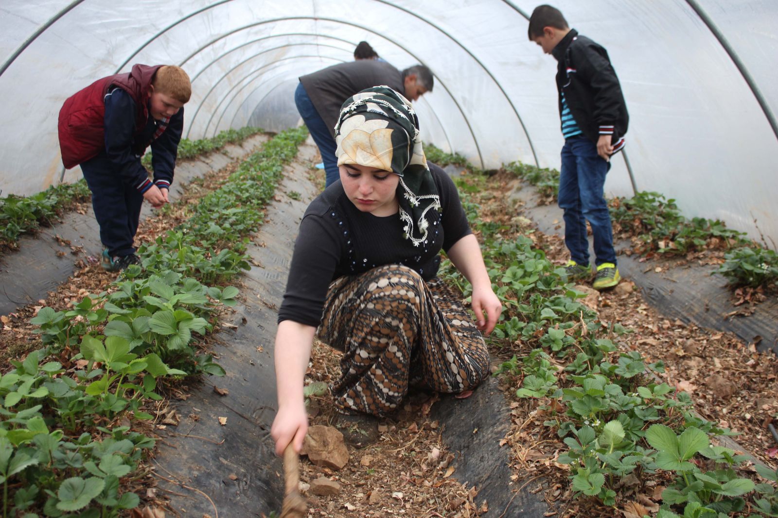 Liseli kız, hayvan otlatarak yazdığı kitabı için sponsor bekliyor