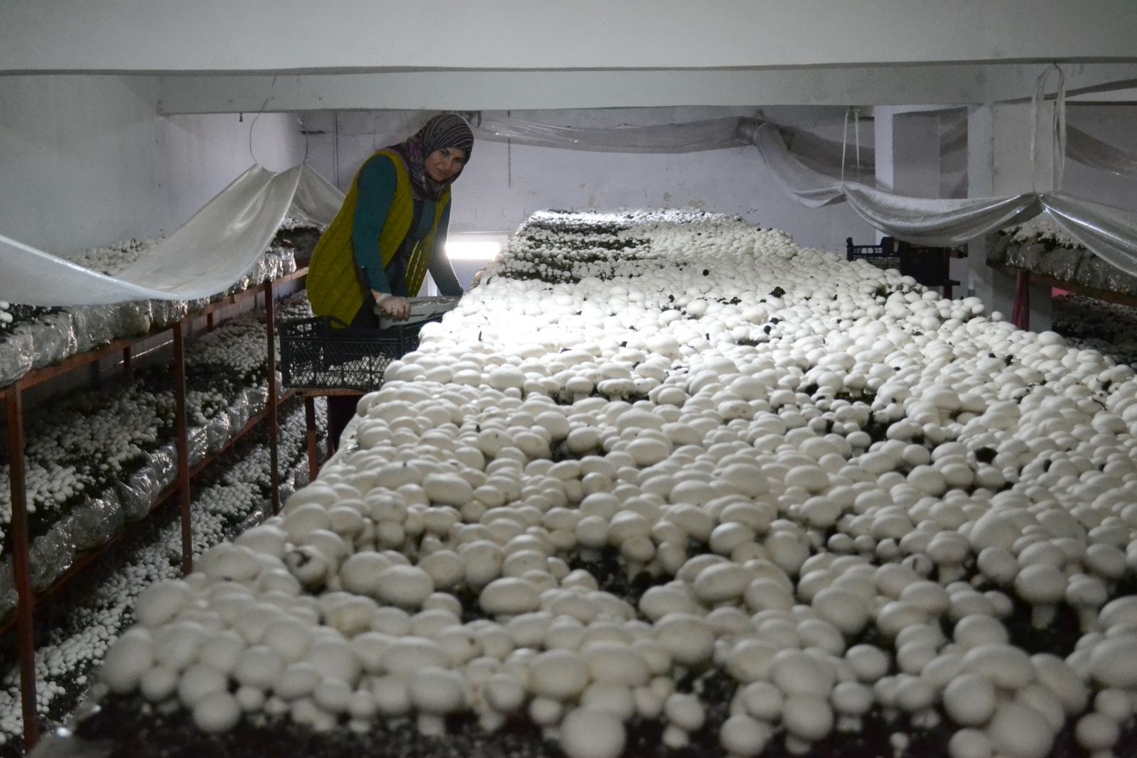 Mantar üreterek hem iş sahibi hem de patron oldu