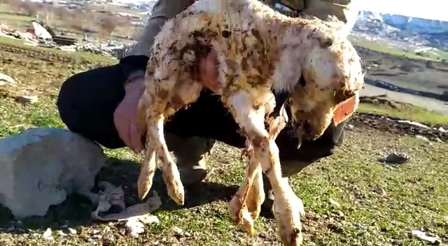 Bu kuzunun 5 ayağı var, görenler inanamıyor