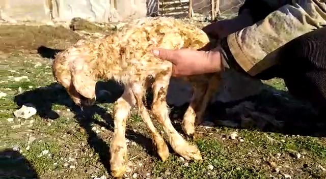 Bu kuzunun 5 ayağı var, görenler inanamıyor