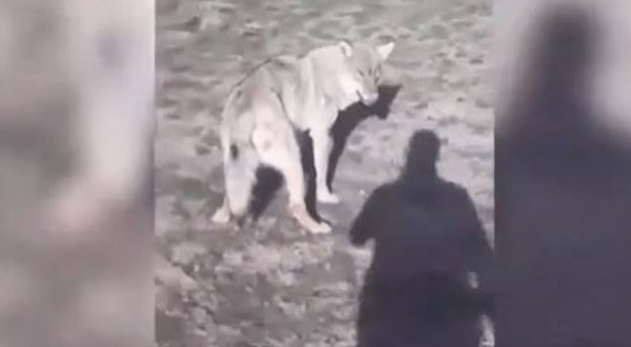 Koyunları otlatan çoban ve hırçın kurt burun buruna geldi, hareketleri gündem oldu