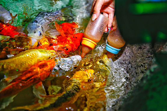 Balıkları biberonla besliyorlar