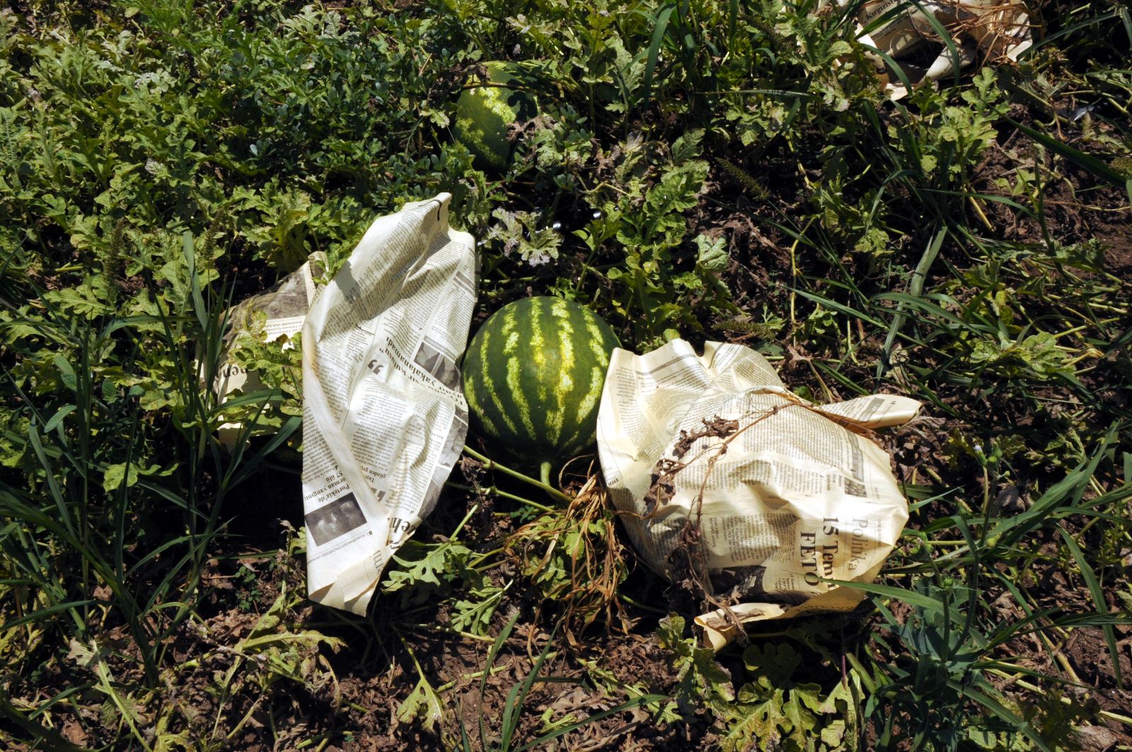 Tarladaki karpuzları gazeteye sararak sıcaktan koruyorlar