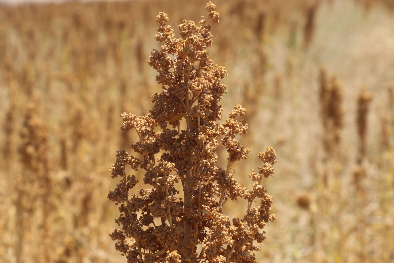Adıyaman ilk kinoa hasadını yaptı