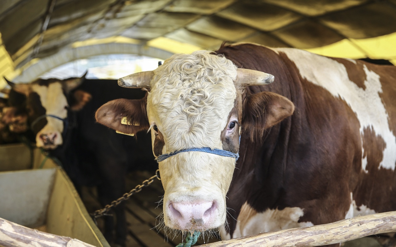 Doğuda kurbanlık sevkiyatına sıkı denetim