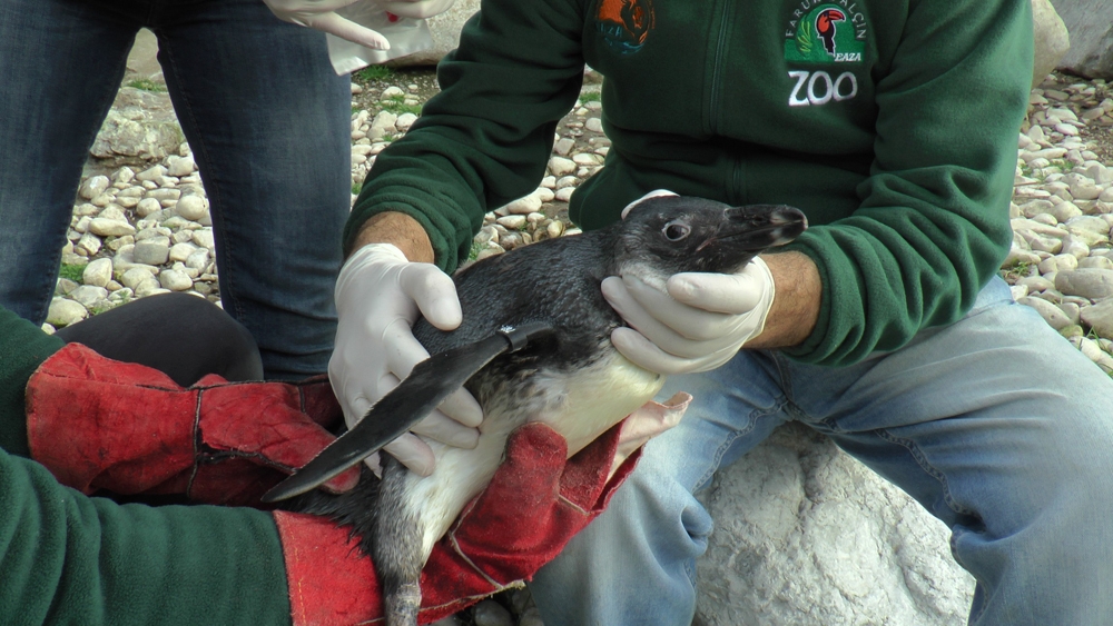 Hayvanat bahçesinde penguenlere çipli takip Hayvanat bahçesinde penguenlere çipli takip