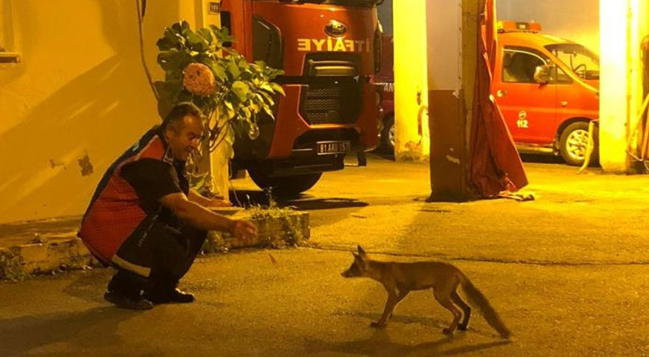 İtfaiye erlerinin maskotu yavru tilki oldu