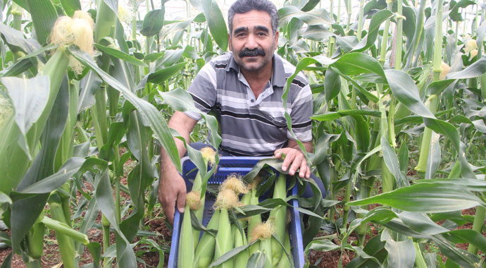 Antalyalı çiftçi serasında ezber bozdu