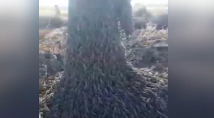 Suudi Arabistan’da çekirge istilası