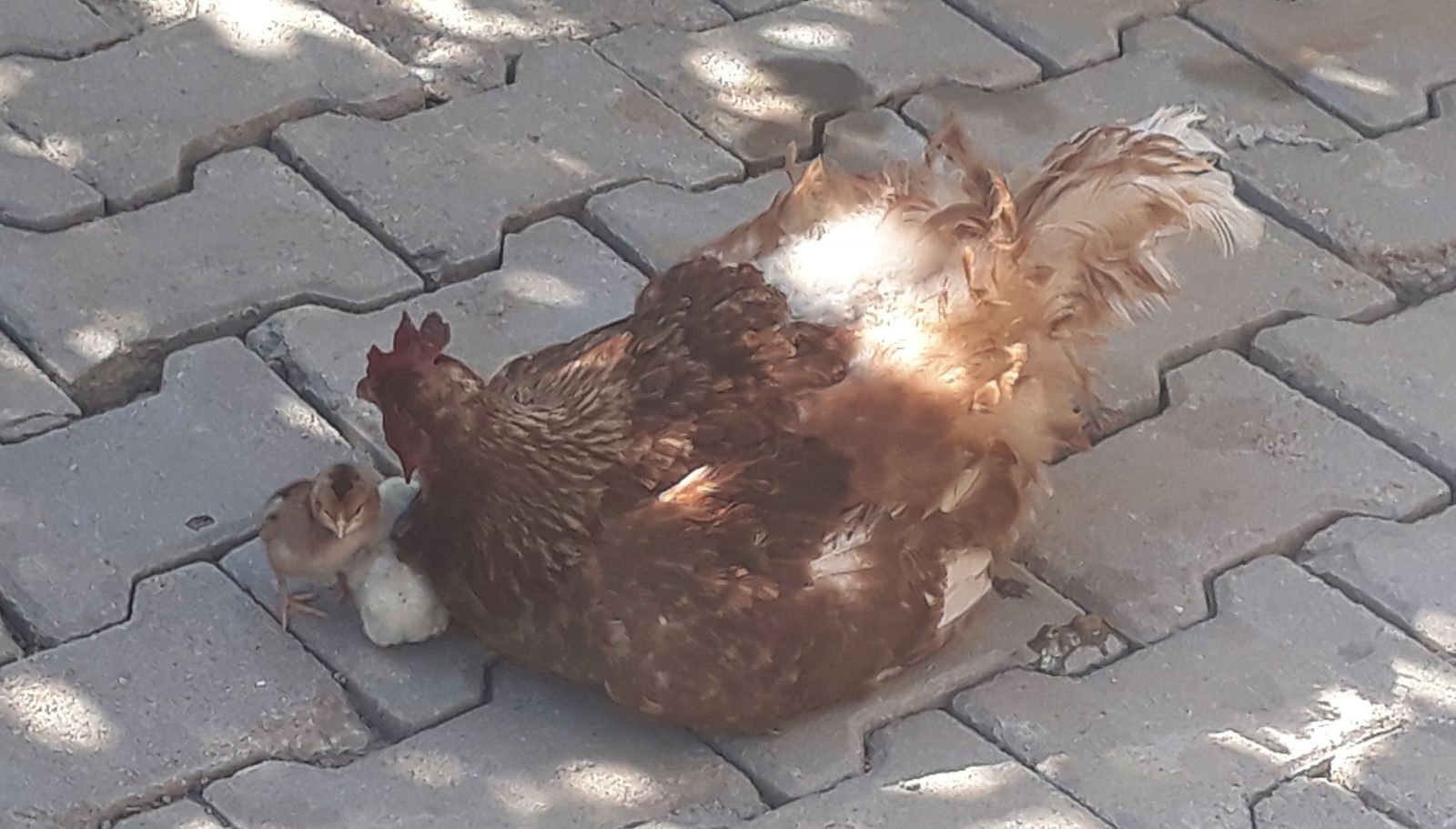 4 ayaklı civciv görenleri şaşırttı