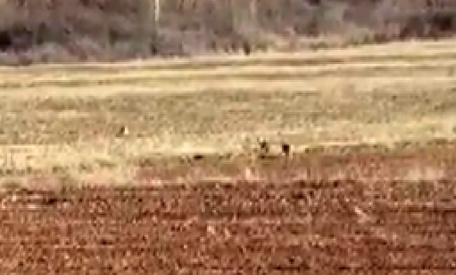 Nadir görülüyordu, 3'ünü bir arada görüntüledi