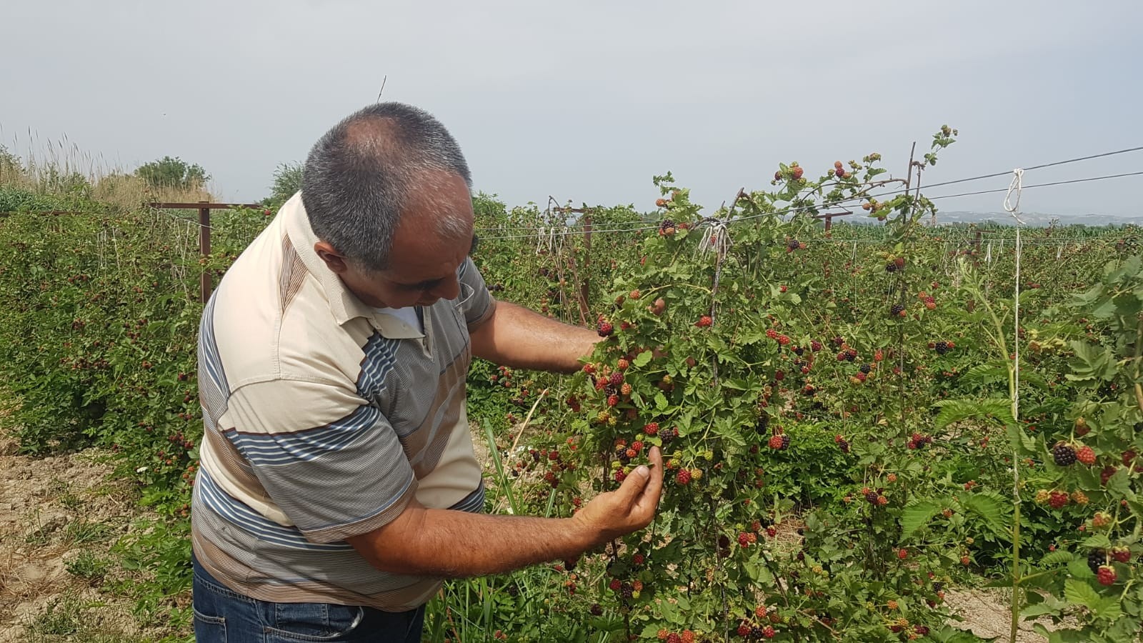 İzlediği belgeselden etkilenip böğürtlen ekti, şimdi siparişlere yetişemiyor