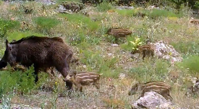 Erzincan'da yaban hayat fotokapanlarla görüntülendi
