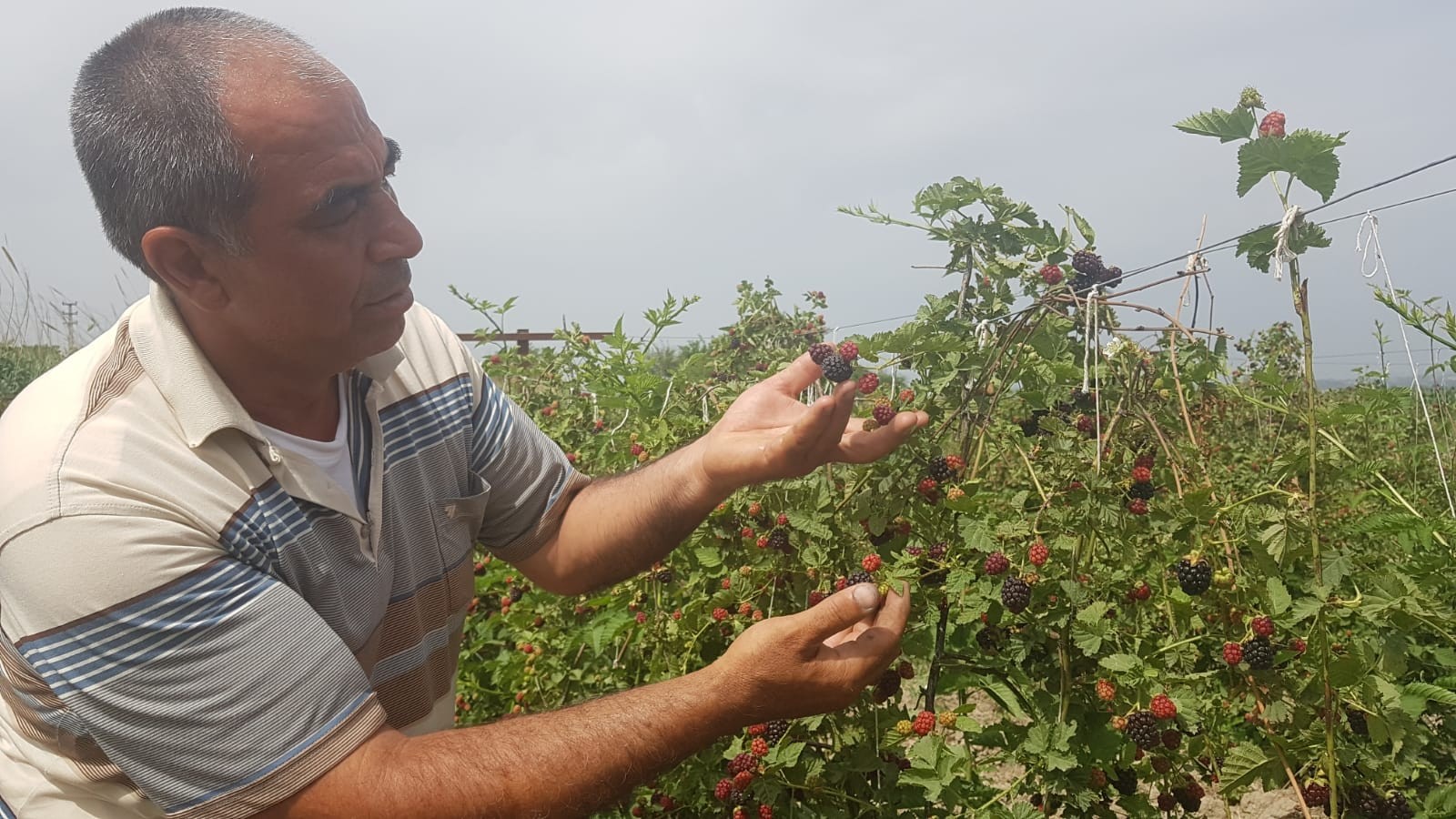 İzlediği belgeselden etkilenip böğürtlen ekti, şimdi siparişlere yetişemiyor