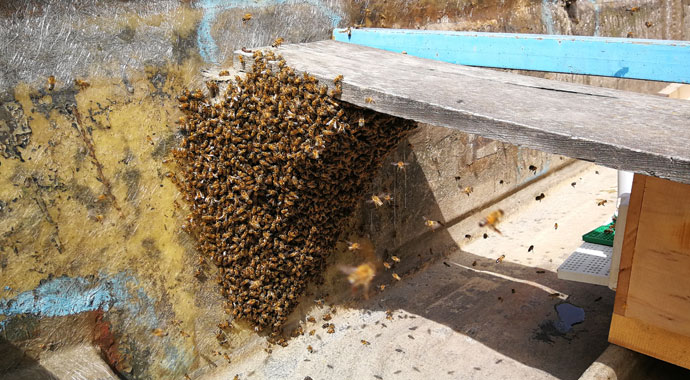 Yüzlerce arı firar etti