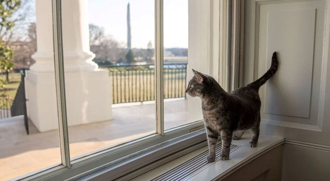 Beyaz Saray’ın yeni üyesi: Kedi Willow