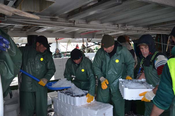 Hamsi soğuk sulara kaçtı!