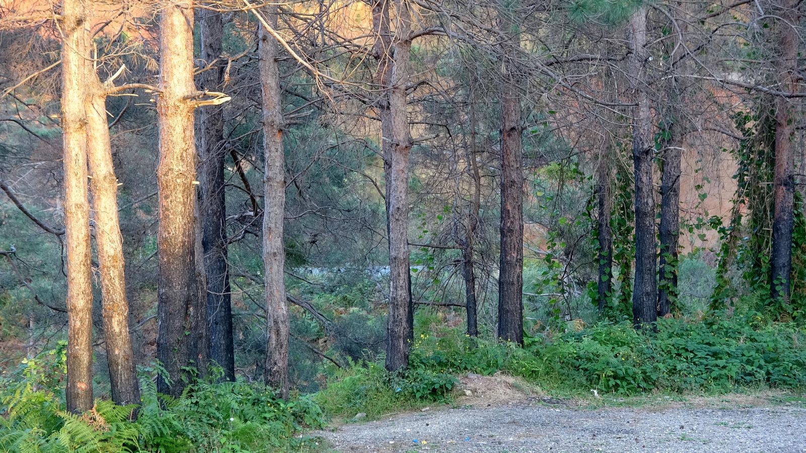 Trabzon Sürmene'deki Çamburnu Ormanı'nından kahreden haber