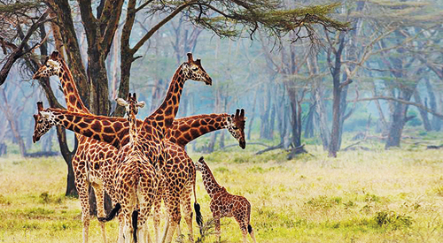 Şehir hayatı akla zarar