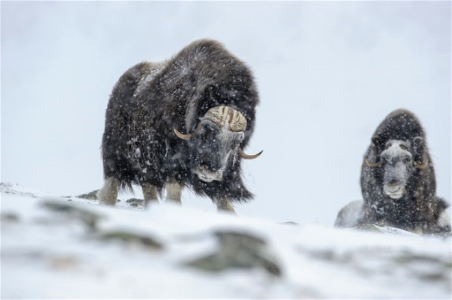 Norveç’in devasa Misk öküzlerinden ilginç kareler