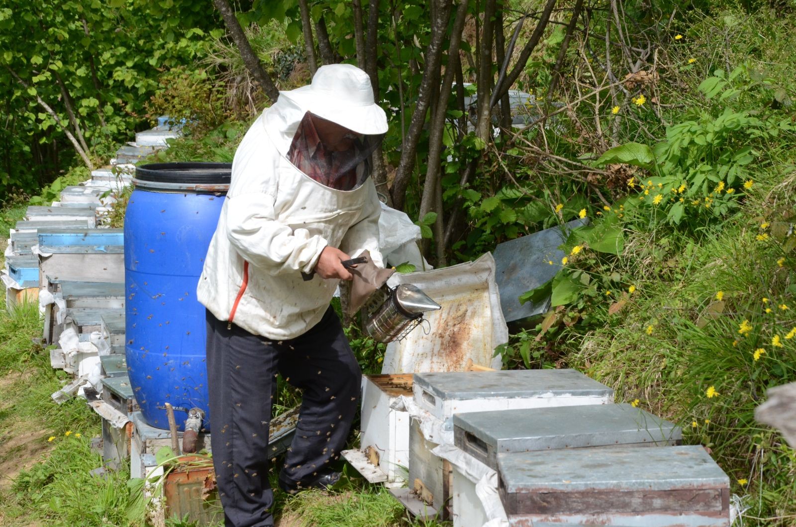 Koçun ve arıların üzerinde yazan 'Allah' lafzı şaşkına çevirdi
