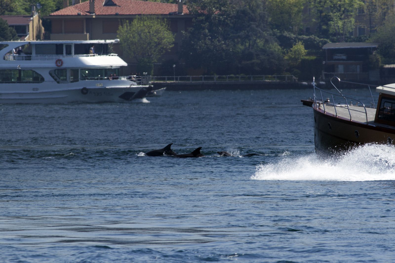 Boğaz'da yunusların dansı kamerada