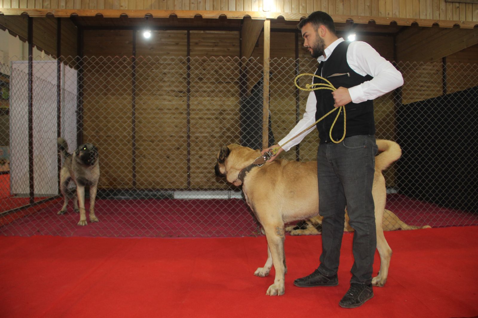 Kangal'ın Güneydoğulu rakibi 'Kurtboğan'