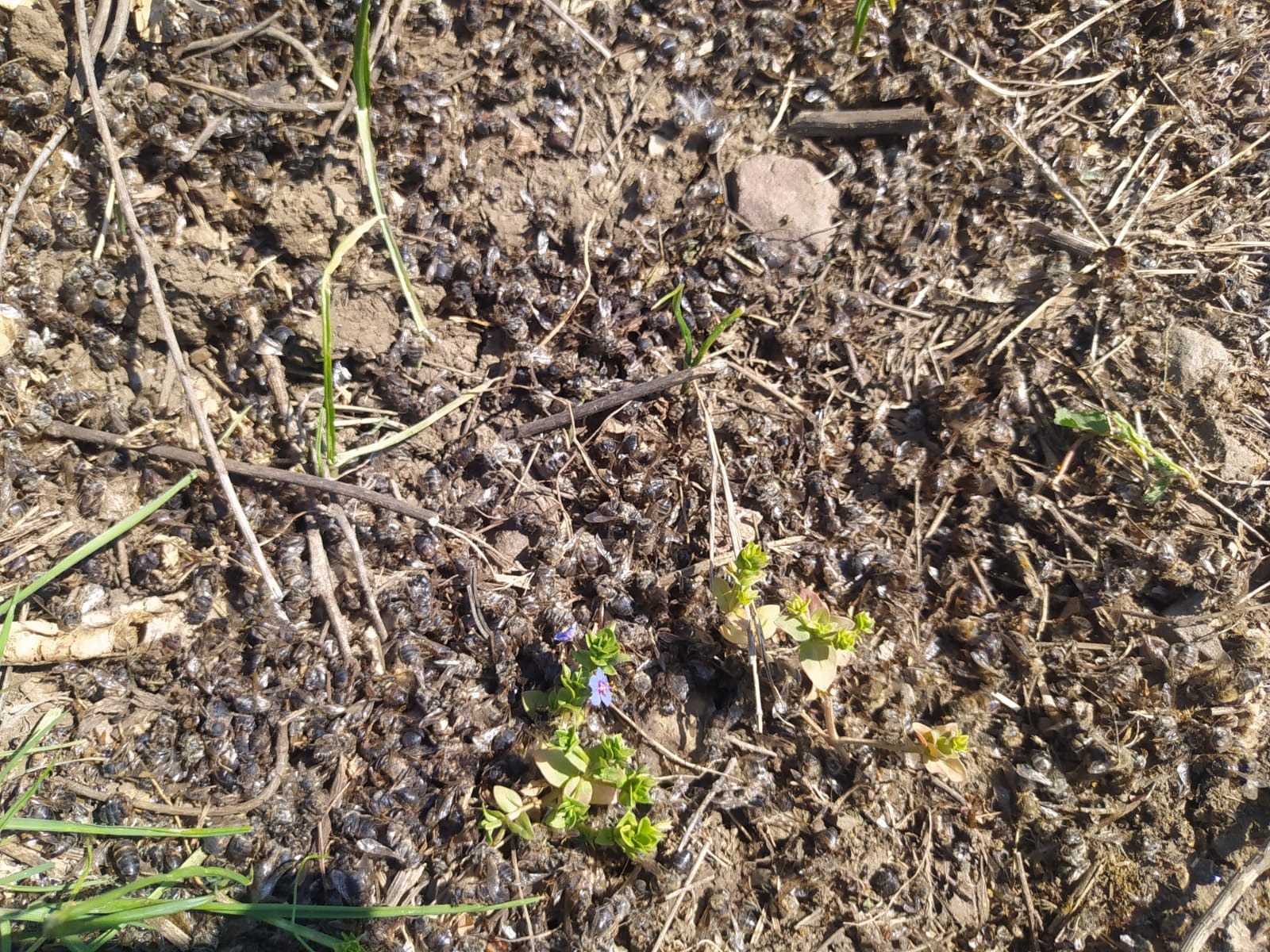 Adana'daki arı ölümlerinin sebebi belli oldu