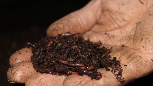 Karın tokluğuna çalışıp iyi para kazandırıyorlar