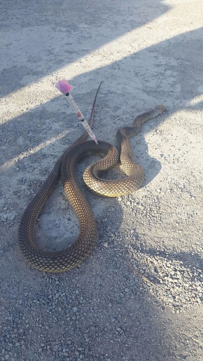 Otomobilin motor kısmından yaklaşık 3 metre yılan çıktı