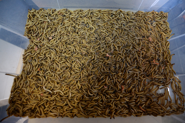 Un kurduna yoğun talep!