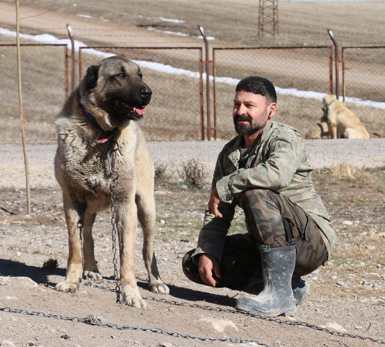 Zengin Arapların satın alamadığı tek hayvan