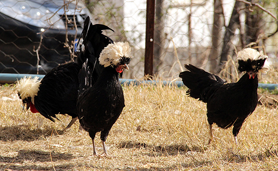 Beşiktaş sevgisi yetiştirdiği tavuklara da yansıdı