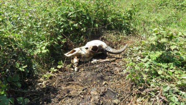 Ağva'da hayvan katliamı